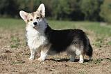 CORGI PEMBROKE 672